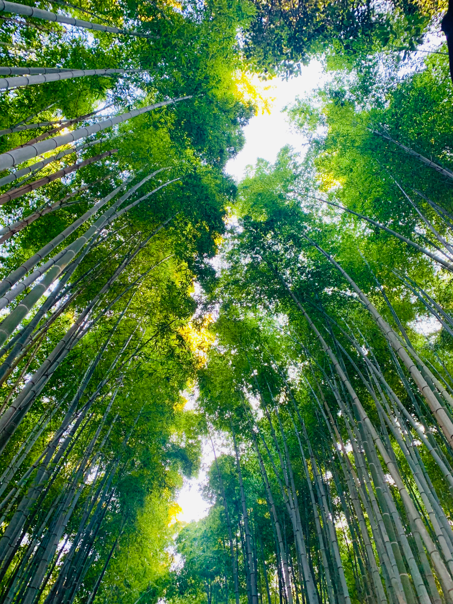 Bamboo Forest canopy